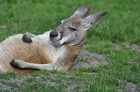 kangaroo on green grass during daytime