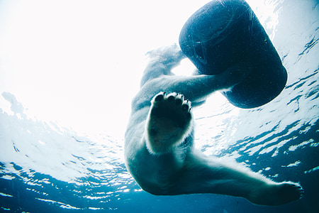 polar bear holding barrel underwater