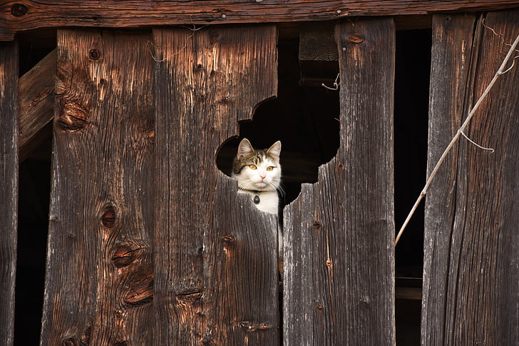 photography of white and gray cat on brown wooden fence
