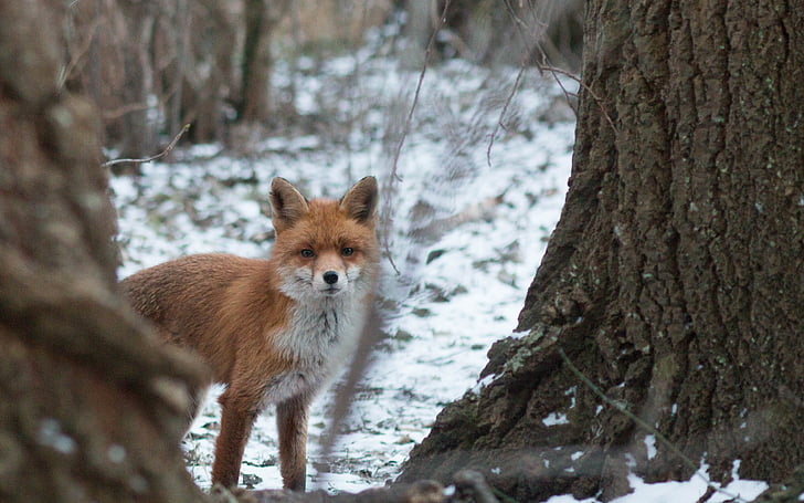 brown fox on snowfield beside the tree