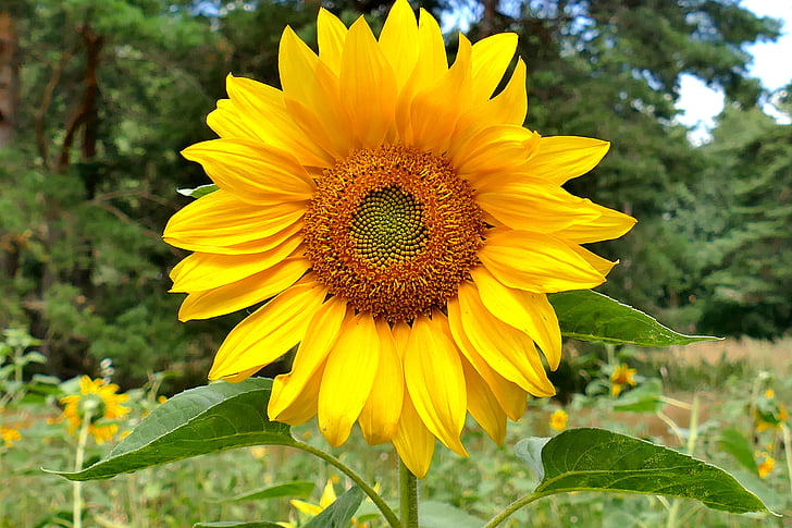 close view of sunflower