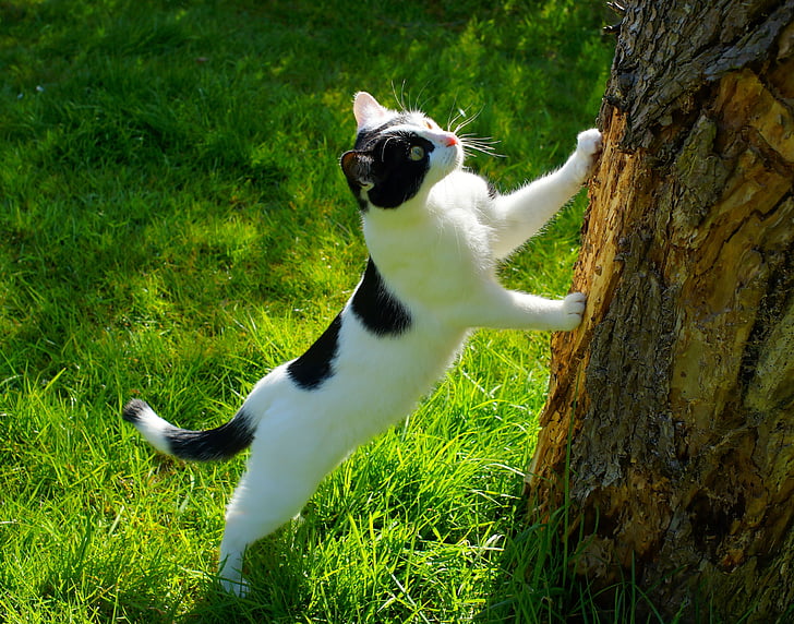short-fur white and black cat on grass near tree trunk