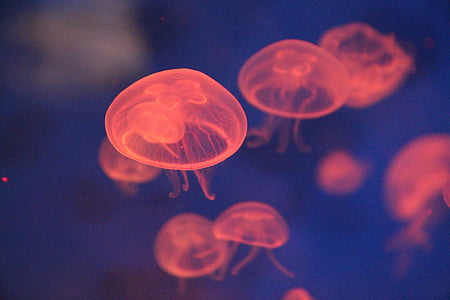 orange jellyfishes