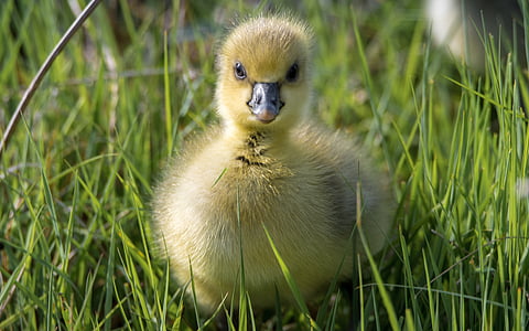 yellow duck chick on green grass field during daytime