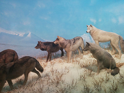 pack of wolves on hill near snow capped mountains paintig