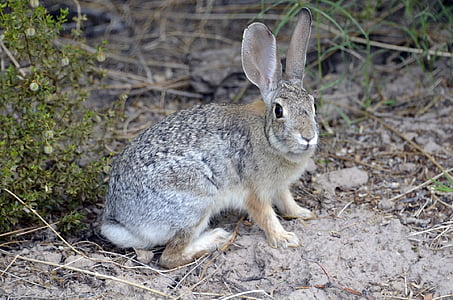 gray and beige rabbit on gray soil at daytime
