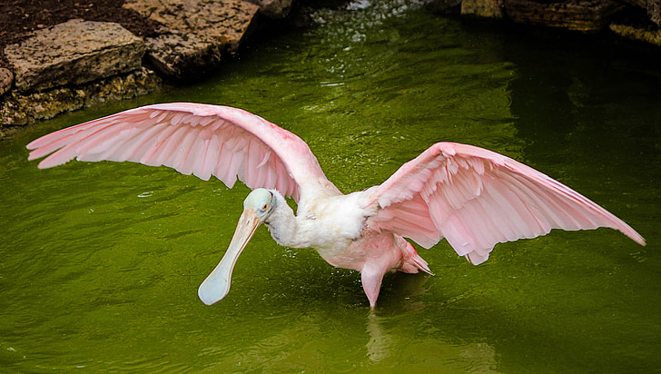 pink bird standing in body of water during daytime