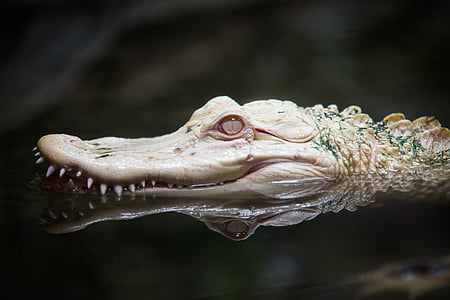 photo of albino crocodile