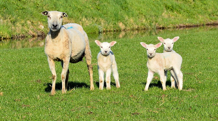 sheep and three lambs on green grass field