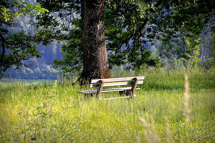 brown wooden bench surrounded with tall grasses near tree