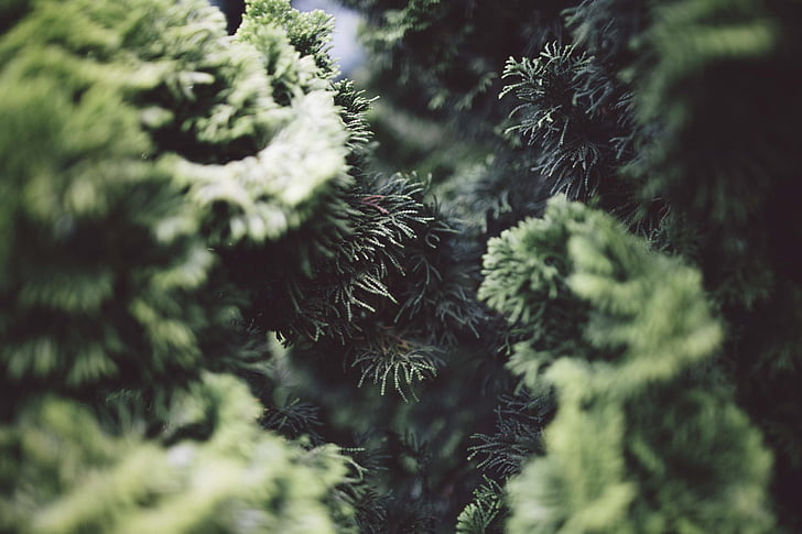 pine tree macro photography