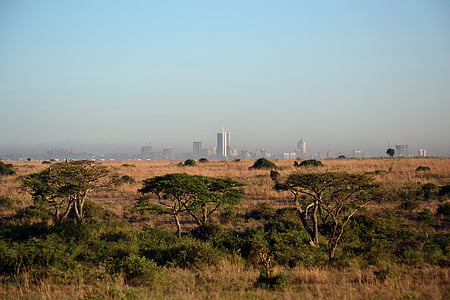 landscape photography of savanna