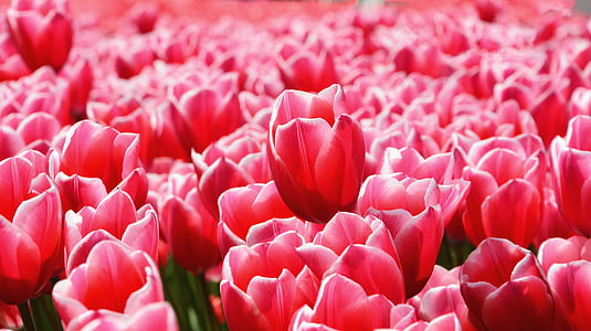 field of red tulip flowers