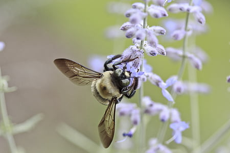 shallow focus photography of bumble bee perched on purple flowers