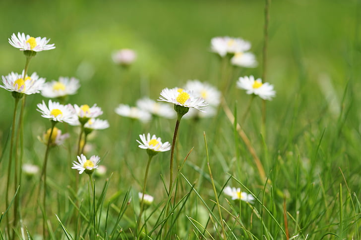 photography of white Daisy flowers