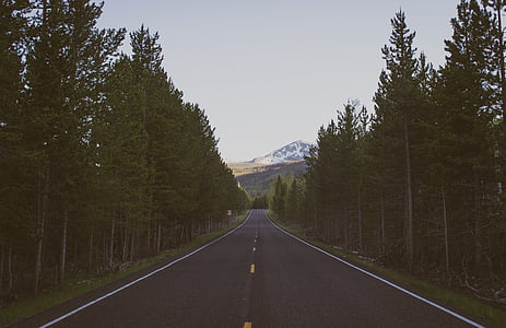 landscape photography of road between tall trees