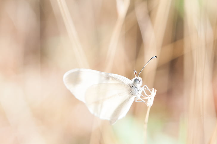 shallow focus photography of gray butterfly