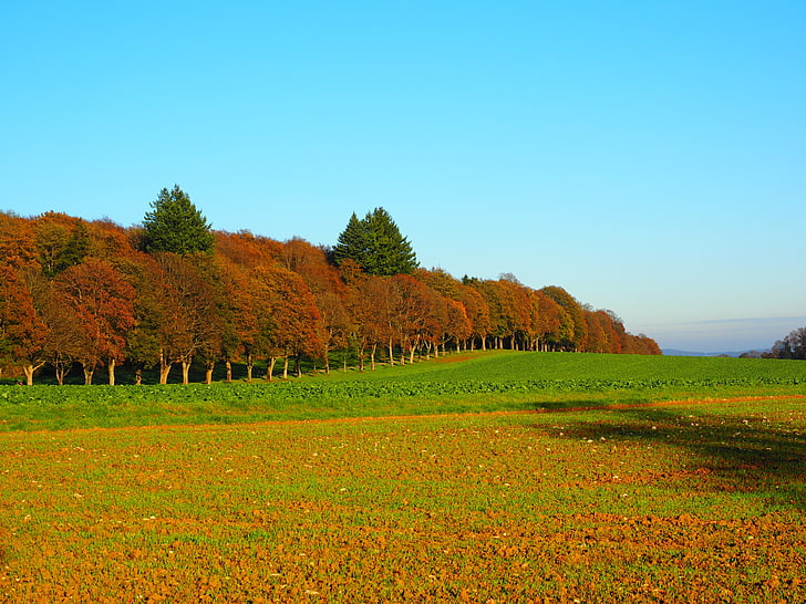panorama photography of red and green trees under blue sky during daytime