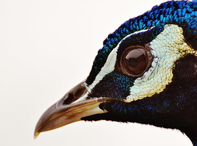 closeup photo of black and beige bird