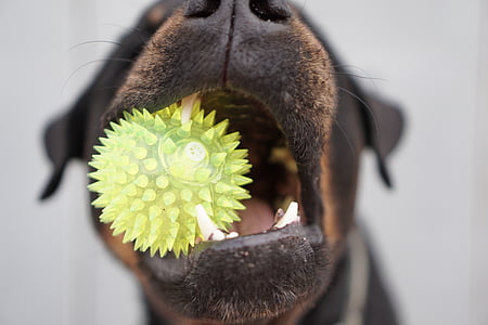 shallow focus photography of black and brown dog biting a spiky green ball