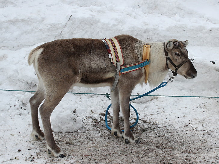 brown goat with harness on pavement