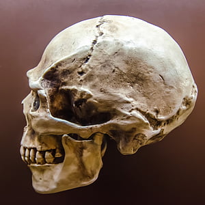 skull photo
