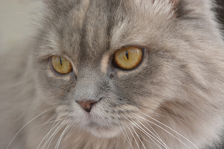 grey Persian cat