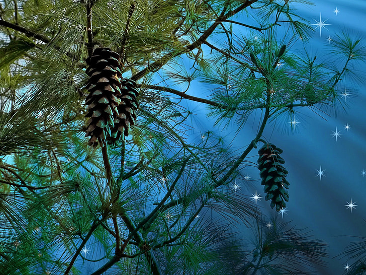 pine cones hanging on tree