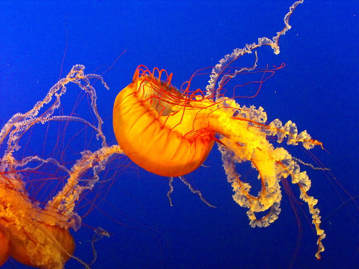orange jelly fish