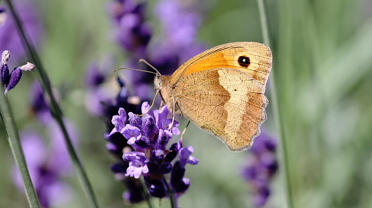 macro shot photography of brown butterfly and purple flower during daytime
