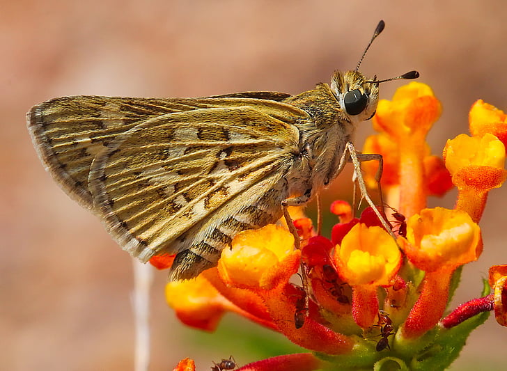 brown skipper moth on orange flowers