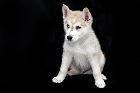 copper and white Siberian husky puppy