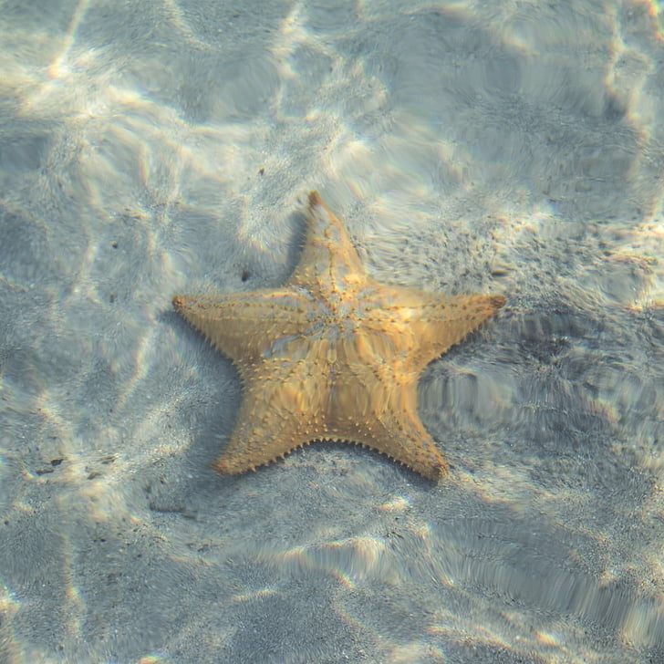 photo of white starfish on body of water