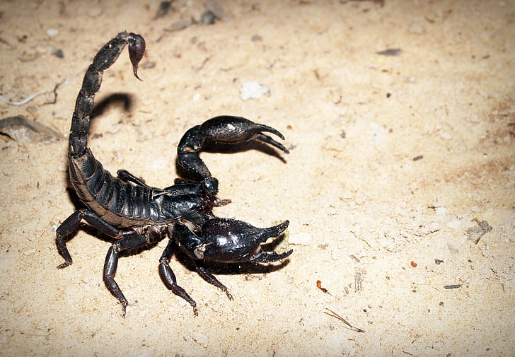black scorpion on brown ground
