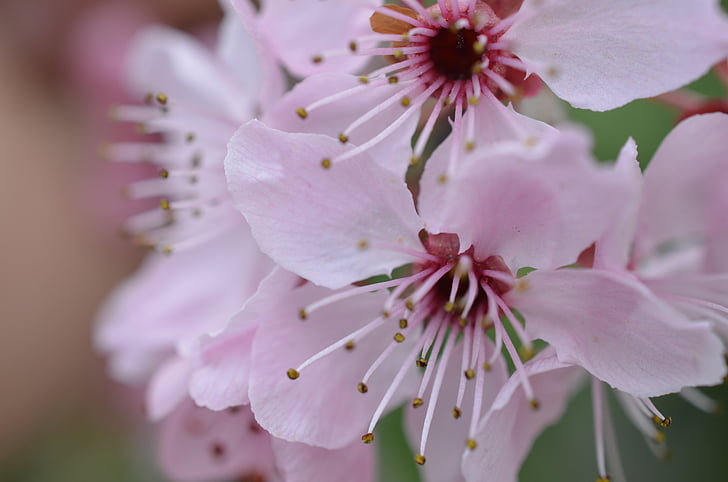 pink cherry blossom flowers in selective focus photography