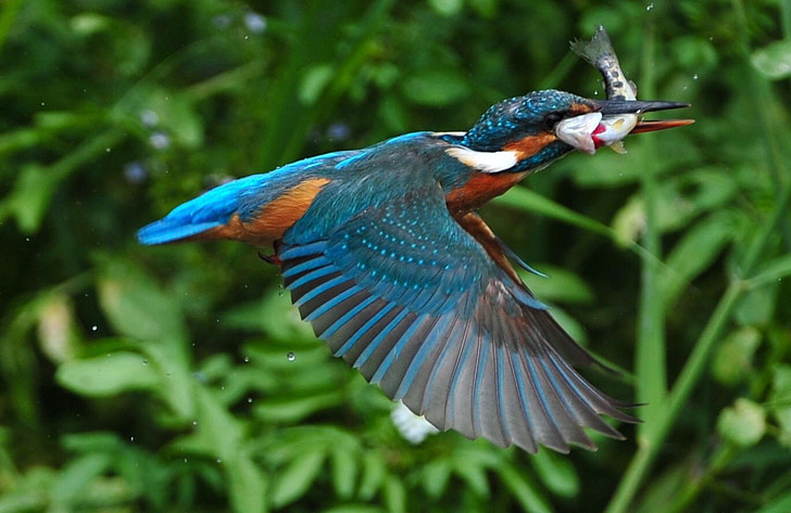 blue and orange bird with fish in shallow focus photography