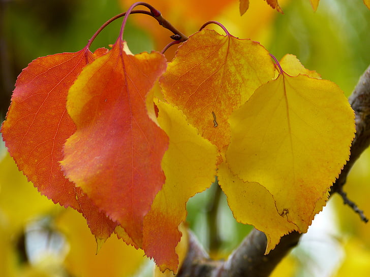 yellow and orange leaves