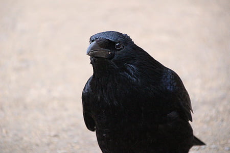 photo of black raven