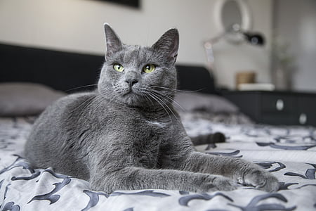 Russian Blue cat sits on bed