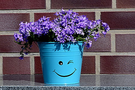 purple petaled flowers on blue steel pot