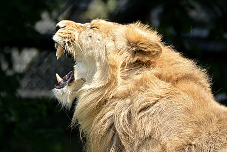shallow focus photography of howling lion