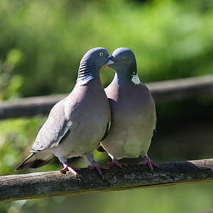 two gray pigeons during daytime