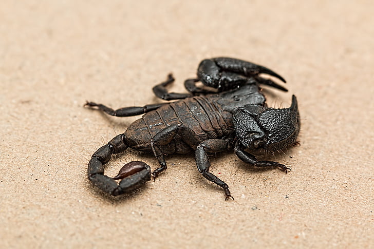 black scorpion photography