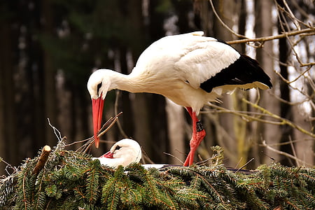 white and black heron bird on nest