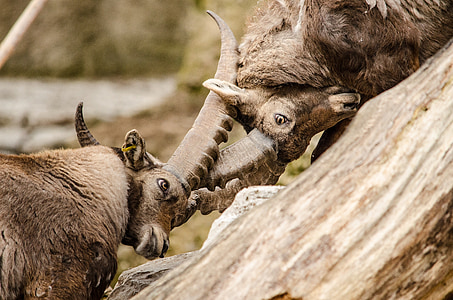 two mountain goats fighting each other selective focus photography