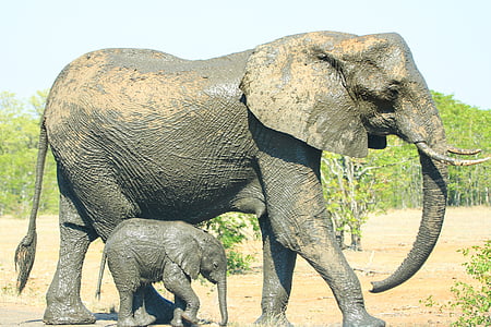 walking brown elephant and cub during daytime