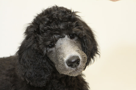 closeup photography of adult black miniature poodle