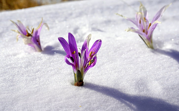 three purple flowers on snow