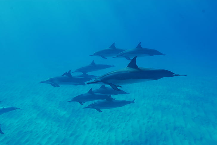 underwater photograph of blue dolphins