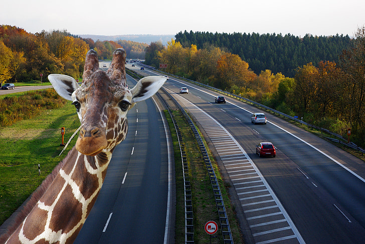giraffe taking selfie with high way road background
